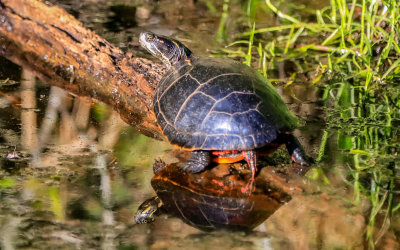 Turtle with its reflection in the swamp in Alligator River National Wildlife Refuge