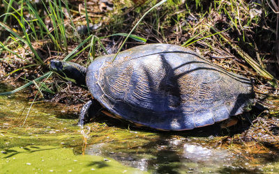 Turtle on a dry bank in the swamp in Alligator River National Wildlife Refuge