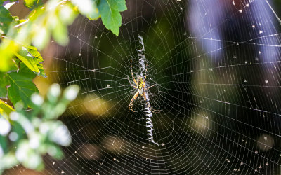 Large spider on its web in Alligator River National Wildlife Refuge