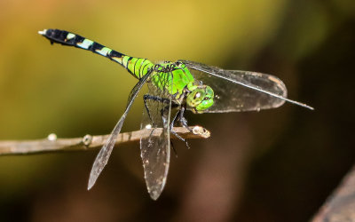 Dragonfly perched on a stick in Alligator River National Wildlife Refuge