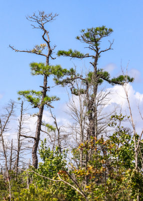 Two tall trees towering above the swamp in Alligator River National Wildlife Refuge