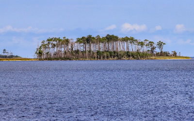 Grouping of trees viewed from across the Croatan Sound in Alligator River National Wildlife Refuge