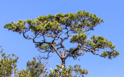 Treetop against a clear blue sky in Alligator River National Wildlife Refuge