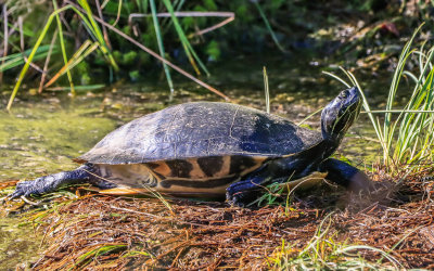 Turtle sunning itself in Alligator River National Wildlife Refuge