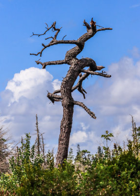 Twisted dead tree in Alligator River National Wildlife Refuge