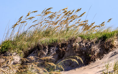 Dune grasses in the Lighthouse Inlet Heritage Preserve on Morris Island near Charleston South Carolina