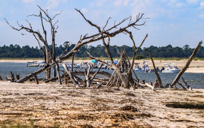 Dead trees on the beach at the Lighthouse Inlet Heritage Preserve on Morris Island near Charleston South Carolina