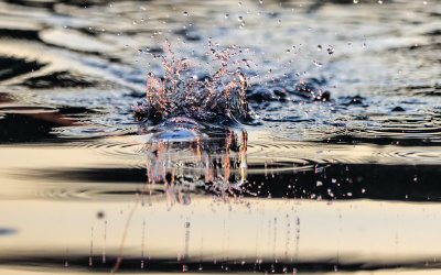 A lure throws up water in Chickamauga Lake