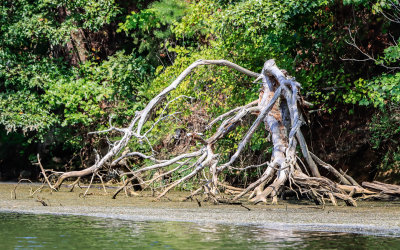 Dead tree bleaches on the edge of Chickamauga Lake