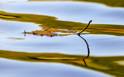A leaf floats on the surface of Chickamauga Lake
