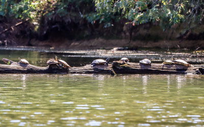 Turtles gather to sun themselves on a fallen tree trunk in Chickamauga Lake