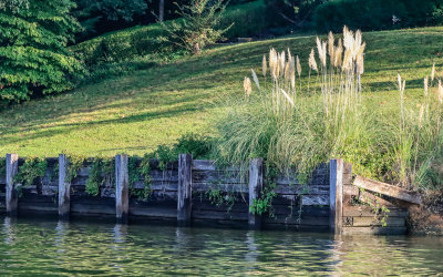 Grasses grow above a retaining wall on the edge of Chickamauga Lake