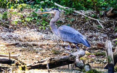 Great Blue Heron on the banks of Chickamauga Lake