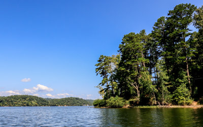 Trees on a peninsula in Chickamauga Lake