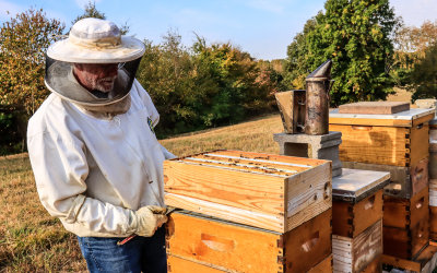 Opening up one of the hives above the queen excluder using a hive tool