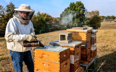 Mike uses a smoker to calm the hive