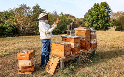 Checking a frame in one of the hives