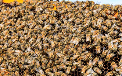 A large cluster of bees on a beehive frame