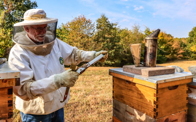 Checking the activity on a beehive frame