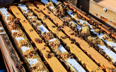 Burr comb on the top of frames in an open beehive