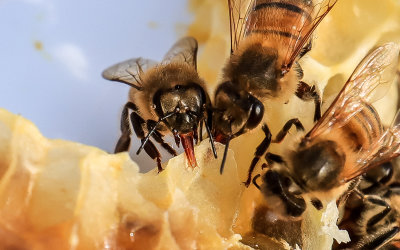 Closeup view of the bee proboscis as the bee eats honey from the comb