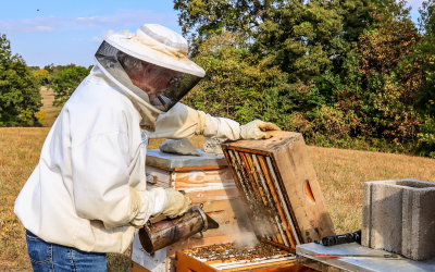 Mike calms the bees by using a smoker on the open beehive