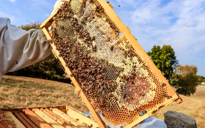 Bee activity on an individual beehive frame