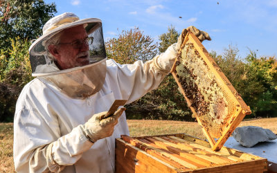 Mike inspects a beehive frame