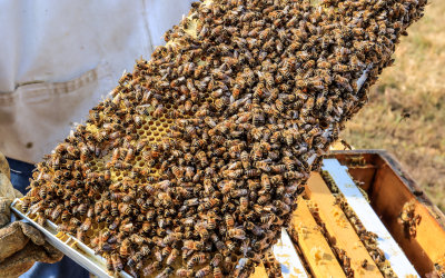 Bees cluster on a beehive frame