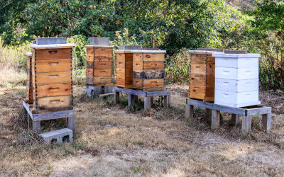 A second apiary location at Love Shack Farms