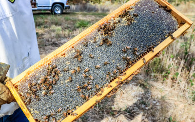 Capped or sealed brood frame of honey ready for harvest