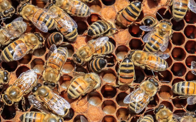 Bees work the brood chamber