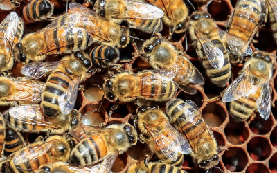 Bees work the brood chamber
