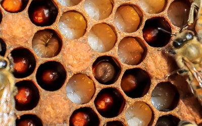 Larvae and eggs seen in cells of the brood chamber with some cells covered