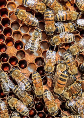 Bees working in the brood chamber