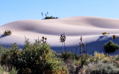 Growth on a bright white gypsum sand dune in White Sands National Park