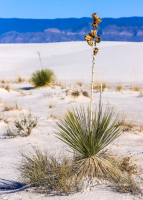A yucca plant below the dunes in White Sands National Park