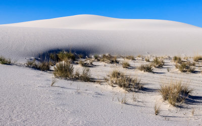 Plant life at the base of a dune in White Sands National Park