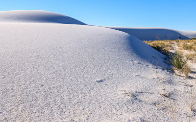 Smooth white dunes, shadows and plant life in White Sands National Park