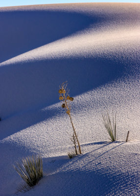 A buried yucca stalk is highlighted against the white dunes and dark shadows in White Sands National Park