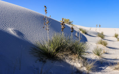 Yucca plants on the edge of a gypsum dune in White Sands National Park