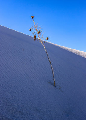 A yucca stalk buried in a gypsum dune in White Sands National Park