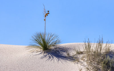 Yucca plant on the crest of a dune in White Sands National Park