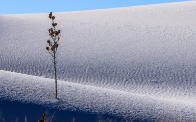 Stalk of a buried yucca plant highlighted against the white dunes in White Sands National Park