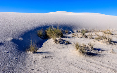 Plant life at the base of a gypsum sand dune in White Sands National Park