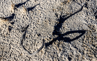 A dead plant casts a long shadow on the sand in White Sands National Park