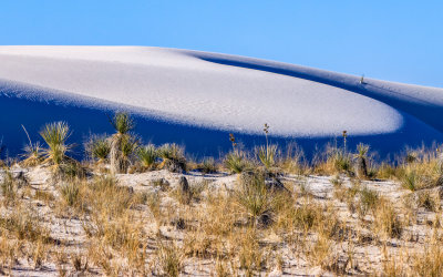 Plants grow at the base of a dune in White Sands National Park