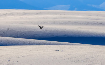 A crow’s flight stands out against the white gypsum dunes in White Sands National Park