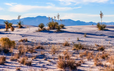 Long shadows of the plant life across the dunes in White Sands National Park