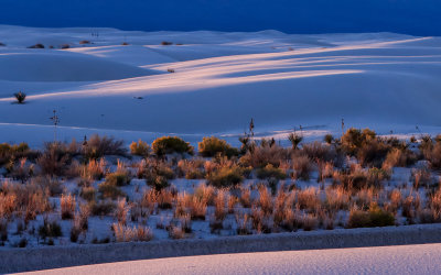 Light on the plants and dunes in the late afternoon in White Sands National Park